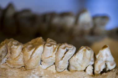 Su aygırı dişlerin yakın atış.