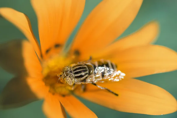Včela na žlutém květu. — Stock fotografie