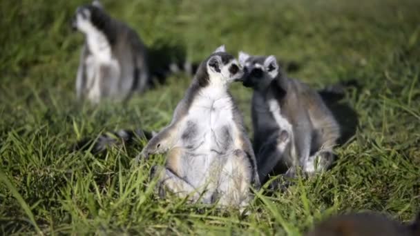 Drei Lemuren sitzend. — Stockvideo