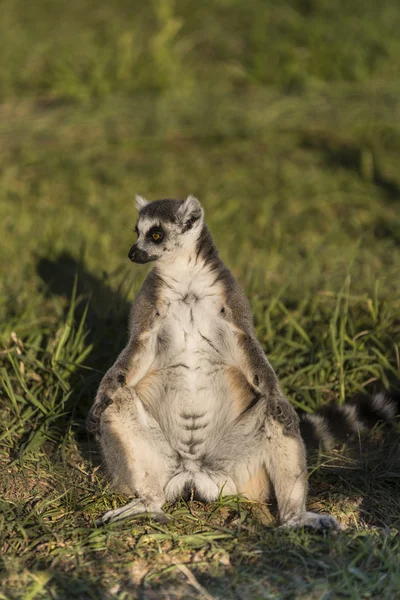 Lemuren sitzen auf der Wiese. — Stockfoto