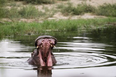 Su aygırı ve açık ağız.