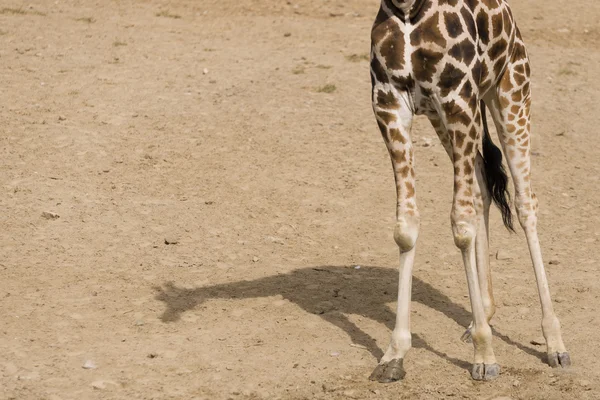 Bir zürafa gölgesi — Stok fotoğraf