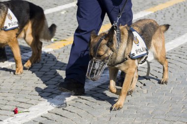 Polis köpeği ve polis ayaklar