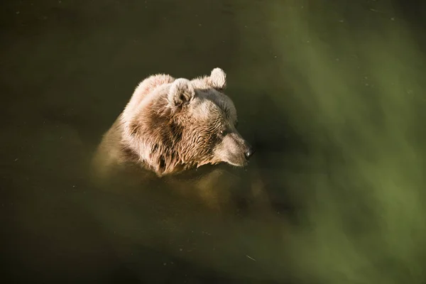 Bear in water — Stock Photo, Image