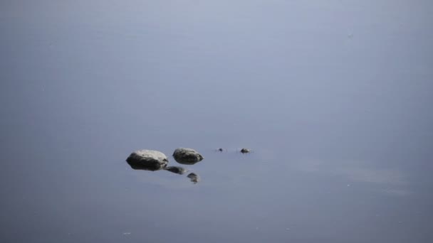 Hippo onder water. — Stockvideo