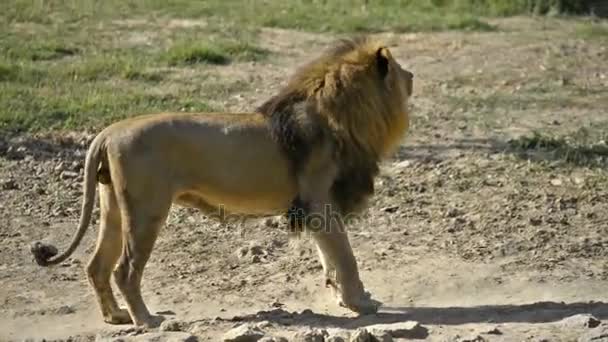 Lion promenader runt i en nationalpark — Stockvideo