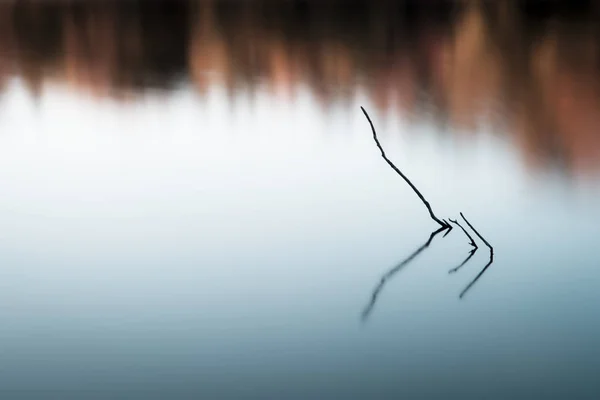 Три ветки в озере — стоковое фото