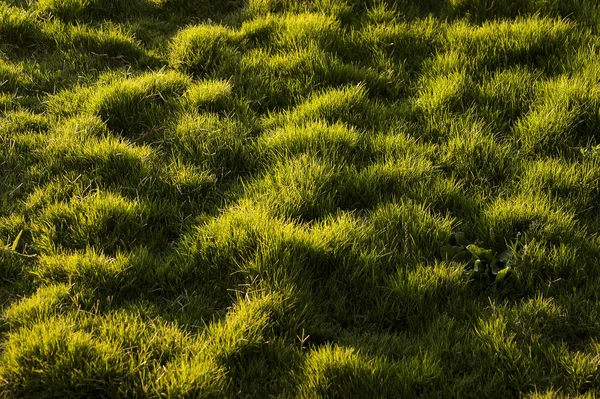 牧草地の草のテクスチャ. — ストック写真