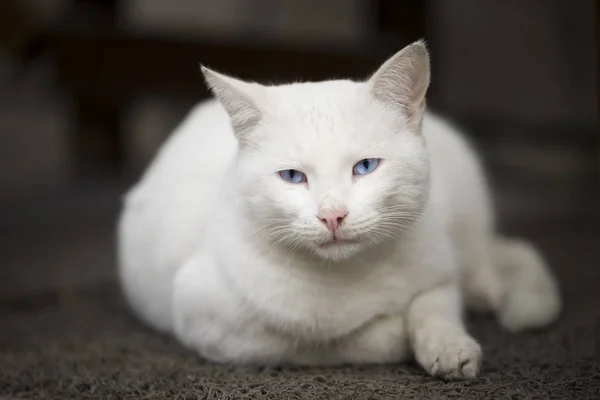 Blauäugige weiße Katze. — Stockfoto