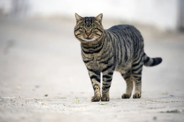 Gato callejero mirando la cámara . — Foto de Stock