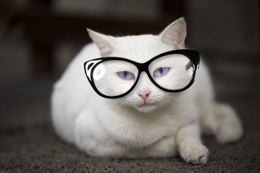 Mavi gözlü beyaz kedi.