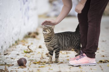Bir kedi sevmek.
