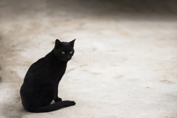 黑色的流浪猫 — 图库照片