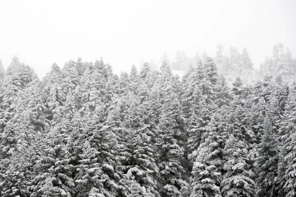 Pinheiros e neve — Fotografia de Stock