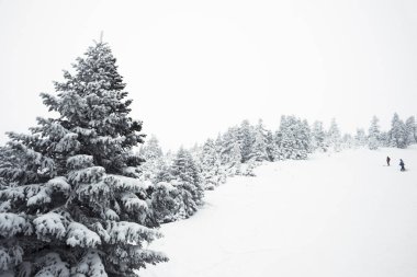 çam ağaçları ve kar