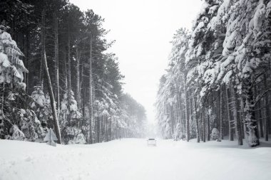 Yol ve blizzard ağaçlarda