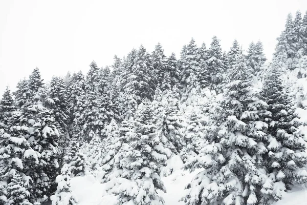 Pinos y nieve — Foto de Stock