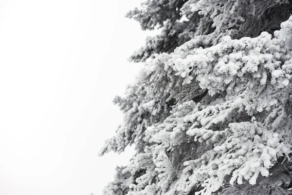 Snowy pinheiro close up tiro . — Fotografia de Stock