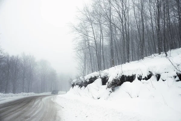 Дорога и деревья в снежную бурю — стоковое фото