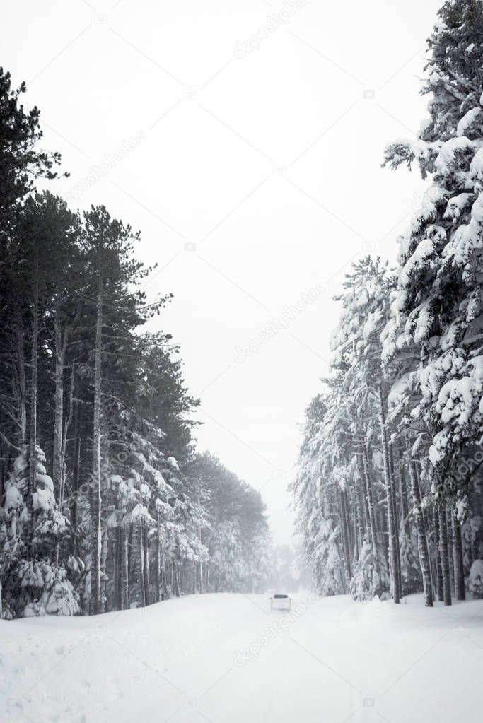Road and trees in blizzard