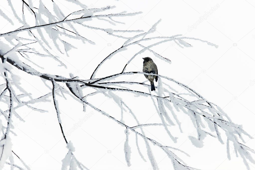 Sparrow on snowy branches.