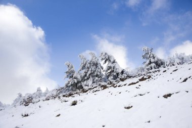 çam ağaçları ve kar