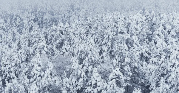 Fenyőfák és hó — Stock Fotó