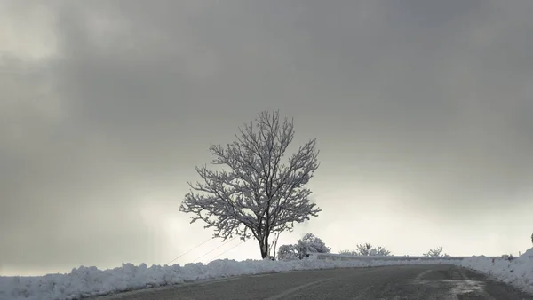 Singolo albero nevoso — Foto Stock