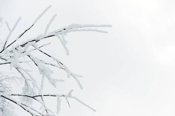 分支机构与雪 — 图库照片