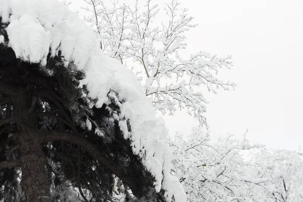 Dalları ile kar — Stok fotoğraf