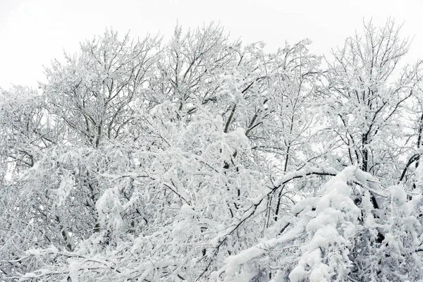 分支机构与雪 — 图库照片