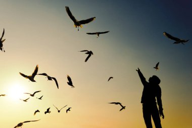 Silhouette bir çocuk ve martılar.