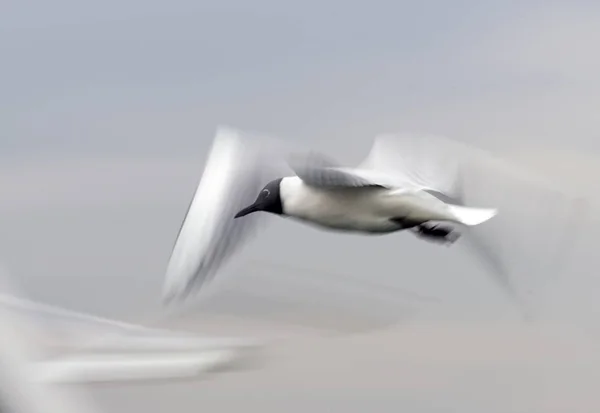 Летающая и размытая чайка . — стоковое фото