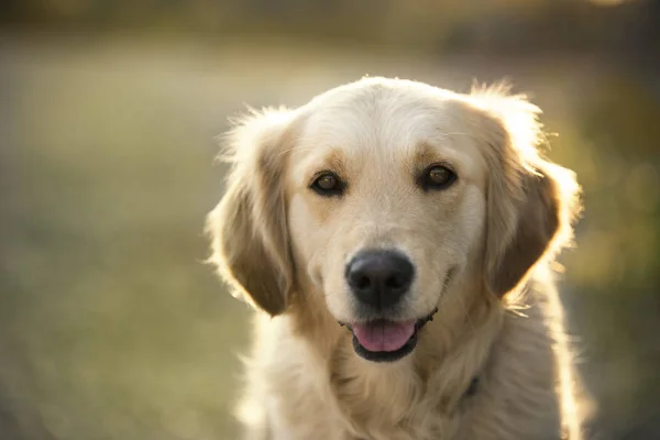 Golden retriever 'ın portresi