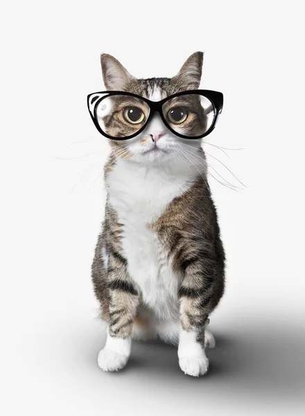 Domestic cat with eyeglasses. — Stock Photo, Image
