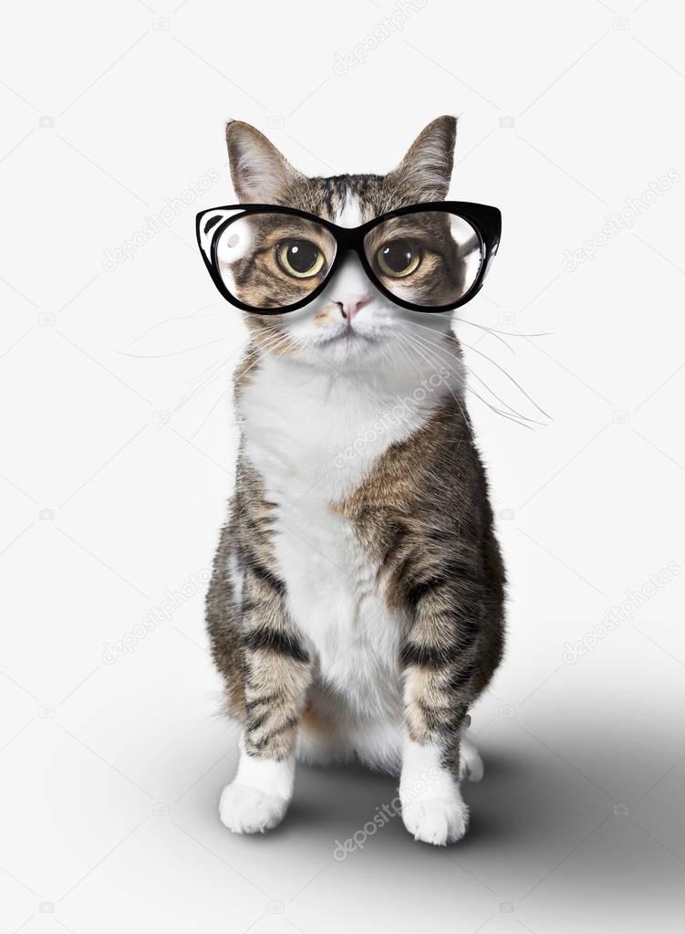 Domestic cat with eyeglasses.