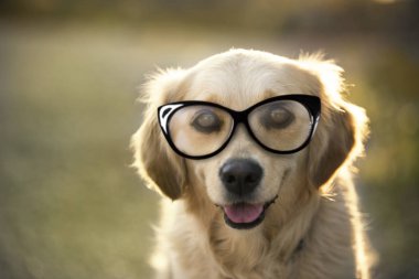 Bir golden retriever gözlükleri ile portresi