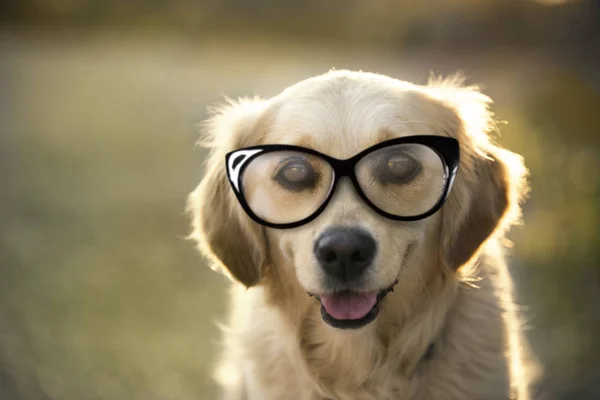 Portret van een golden retriever met bril — Stockfoto