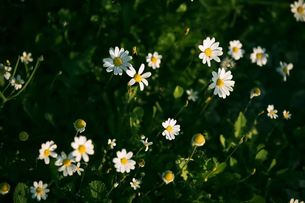 Gänseblümchen im Frühling — Stockfoto