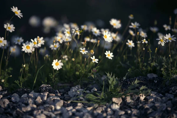 Prästkragar på våren — Stockfoto