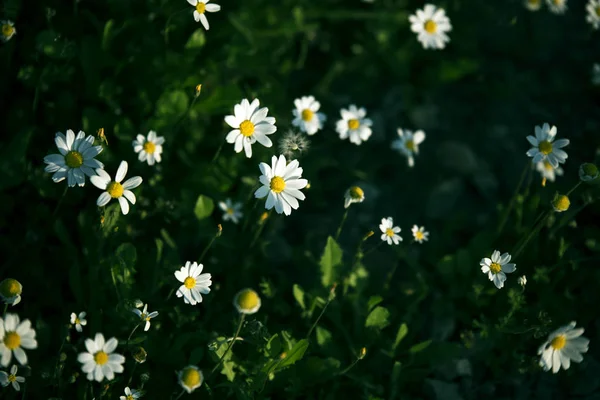 Daisies in spring — Stock Photo, Image