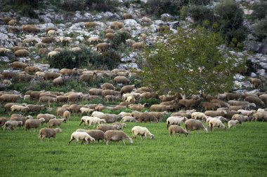 Koyun sürüsü çayırda.