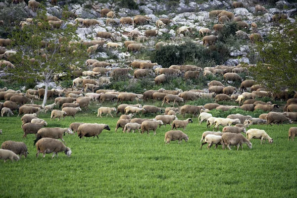 Manada de ovinos no prado . — Fotografia de Stock