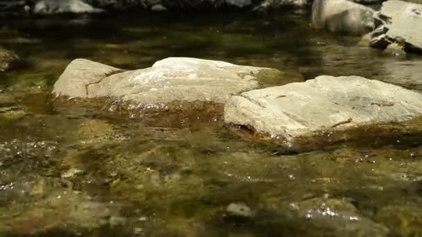 Ruscello e rocce nel fiume . — Video Stock