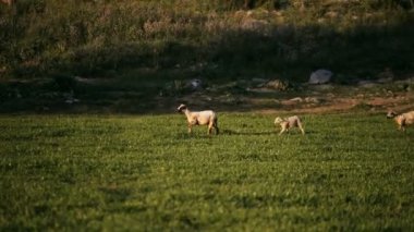Keçi ve koyun çayırda çalıştıran.