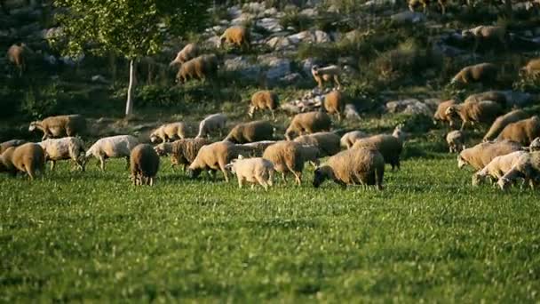 羊の群れを牧草地に放牧. — ストック動画