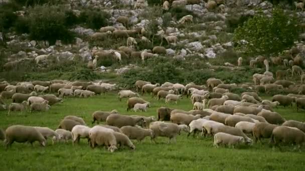 Pâturage du troupeau de moutons dans la prairie . — Video