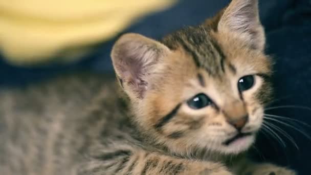 Rozhlížel novorozence malá kočička. — Stock video