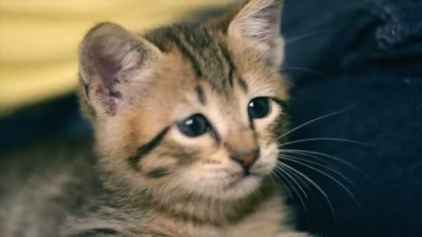 Nouveau-né petite chatte regarde autour de . — Video