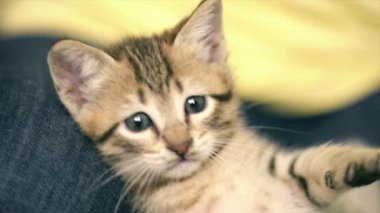 Yeni doğan küçük kedi etrafa.